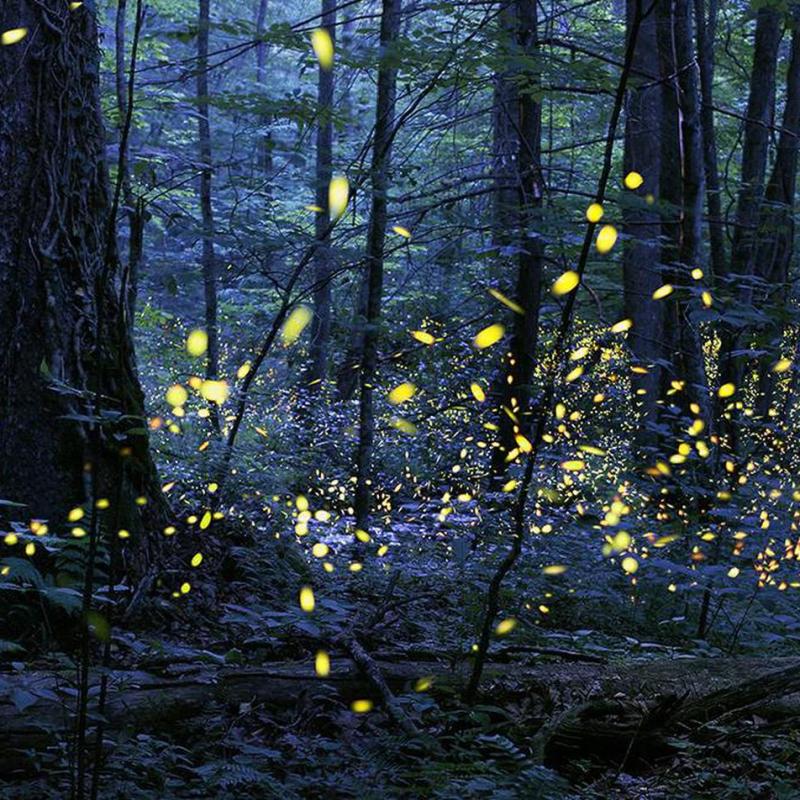 Have you noticed fewer&nbsp;fireflies?